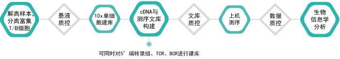 10x单细胞免疫组库V(D)J测序-技术流程-盛煌娱乐之梦基因
