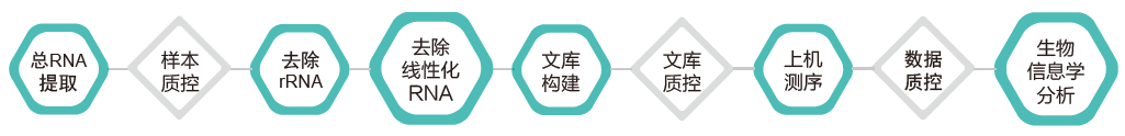 环状RNA（circRNA）测序-技术路线-盛煌娱乐之梦基因