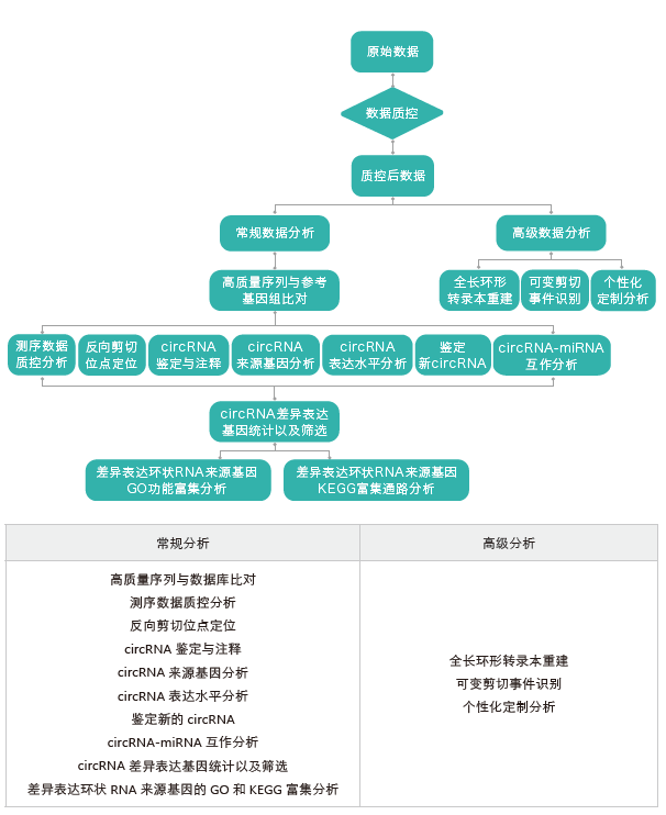 环状RNA（circRNA）测序-生信分析流程-盛煌娱乐之梦基因